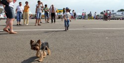 Фестиваль частной авиации Kuban AirShow 2013